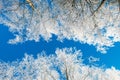 Winter trees low angle Royalty Free Stock Photo