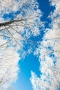 Winter trees low angle Royalty Free Stock Photo