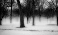 Winter Trees in Michigan Royalty Free Stock Photo