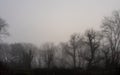 Winter Trees in Mist in Sussex, England.