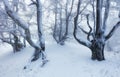 Winter trees in mountains covered with fresh snow