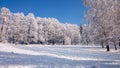 Winter trees in mountains covered with snow