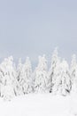 winter trees, Orlicke Mountains, Czech Republic Royalty Free Stock Photo