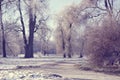 Winter trees in the park and a dirt road Royalty Free Stock Photo