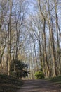 Winter Trees in the Public Gardens, Saint Omer, France