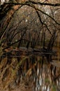 Reflection of bare winter trees in the Sangamon River Royalty Free Stock Photo