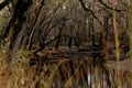 Reflection of bare winter trees in the Sangamon River Royalty Free Stock Photo