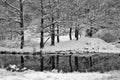 Winter trees with reflections Royalty Free Stock Photo