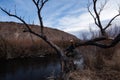 winter trees on river bank in autumn landscape