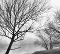 Winter trees and river