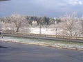 Trees in the snow