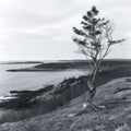 winter trees in a winter season. black and white background