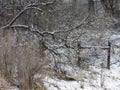 Winter trees and shrubs in western Colorado after a snow storm Royalty Free Stock Photo