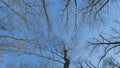 Winter Trees Silhouetted Against A Blue Sky. Stark Bare Tree Branches Silhouetted Against A Winter Sky. Winter Trees Royalty Free Stock Photo