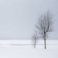 Winter Trees and Snow Royalty Free Stock Photo
