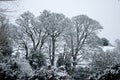 Winter trees in snow
