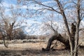 Winter trees, snowy mountains, and dry autumn grassy meadow in California valley Royalty Free Stock Photo