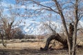 Winter trees, snowy mountains, and dry autumn grassy meadow in California valley Royalty Free Stock Photo