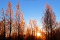 Winter trees at sunset