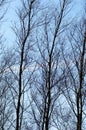 Winter trees in sunshine