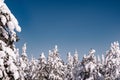 Upper branches of firs under snow Royalty Free Stock Photo