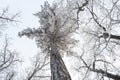 Winter treetops Royalty Free Stock Photo