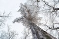 Winter treetops covered with snow Royalty Free Stock Photo