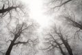 Winter treetops Royalty Free Stock Photo