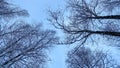 Winter treetops look up to the sky. Trees bottom view. Blue sky Royalty Free Stock Photo