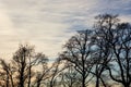 Winter treetops and sunset Royalty Free Stock Photo