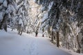 Winter trekking in a beautiful sunny day. Gran Paradiso National Park, Italy Royalty Free Stock Photo