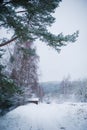 Winter Trio: Snow-Clad Trees, a Path to Solitude, and a Distant Cozy Haven