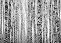 Winter trunks birch trees Royalty Free Stock Photo