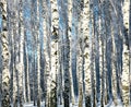 Winter trunks of birch trees in sunlight