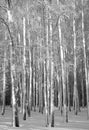 Winter trunks of birches black and white