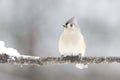 Winter Tufted Titmouse perching on a snowy day