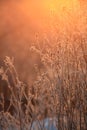 Winter twigs and grass covered with frost