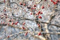 Winter twigs and grass covered with frost and snow