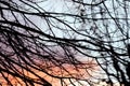 Winter twilight colors and leafless tree Branches Silhouettes background