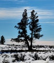 Winter twin tree in the snow