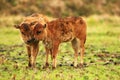 Two  young calves playing on the grass Royalty Free Stock Photo
