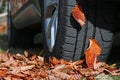 Winter tyres for wet slippery foliage Royalty Free Stock Photo