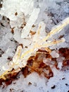 Frozen grass ice pods on the ground brown leaves Royalty Free Stock Photo