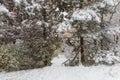 Winter urban landscape. Trees, paths and stairs under snow Royalty Free Stock Photo
