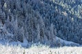 Winter is upon us and the forest is painted white with the first snowfall Royalty Free Stock Photo