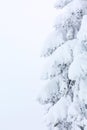 Winter vacation background with pine tree covered by heavy snow Royalty Free Stock Photo