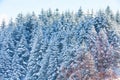 Winter vacation background texture with pine trees covered by heavy snow Royalty Free Stock Photo