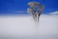 Winter Valley Fog or Steam with Frosty Tree in Golden Light Bald Eagle Wildlife Royalty Free Stock Photo