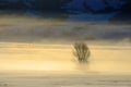 Winter Valley Fog or Steam with Frosty Tree in Golden Light Royalty Free Stock Photo