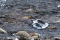 Winter valley of frozen mountain river stream covered with ice and snow at colorful sunset light dawn on the background rock Royalty Free Stock Photo